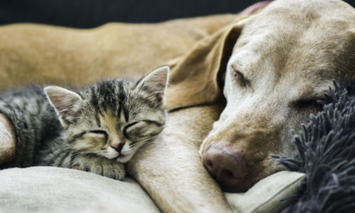 Dog and Cat sleeping