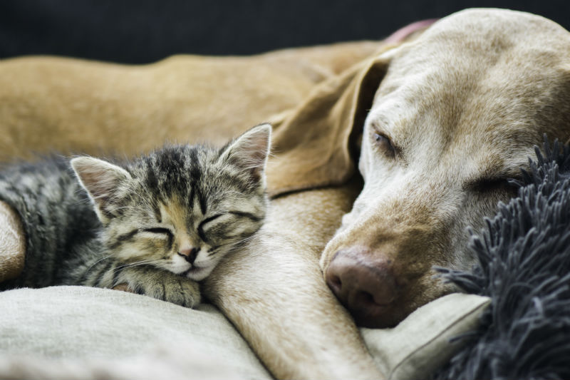 Dog and Cat sleeping