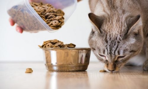 cat food diets