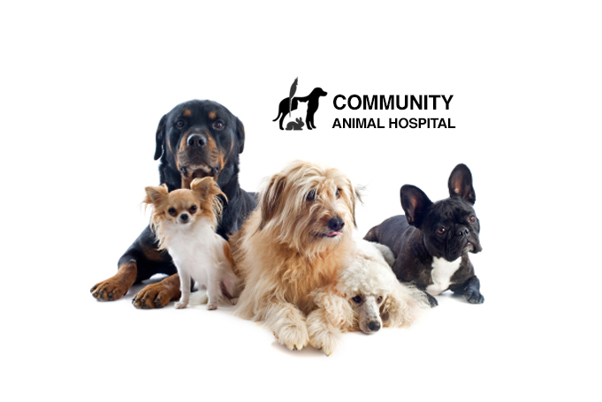 Community Animal Hospital - Mountain Road Animal Hospital