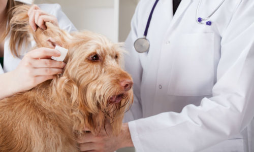 Doctor looking at dog's ear