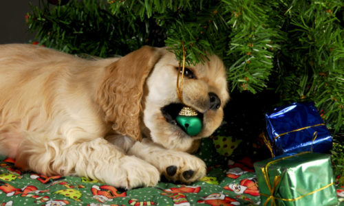 Christmas Dangers for Your Pets