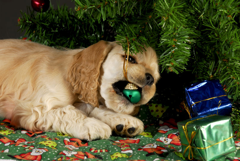 Christmas Dangers for Your Pets