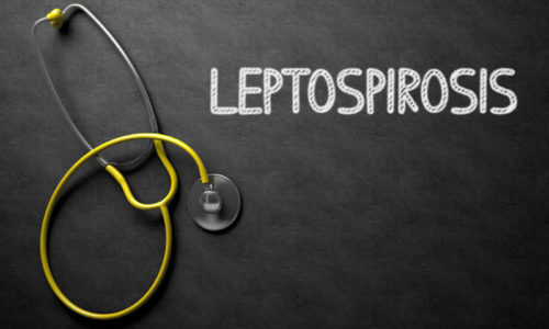 Leptospirosis 101 - Everything You Need to Know
