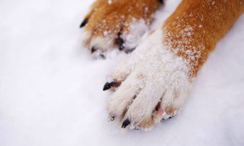 Winter-Proofing Your Pets