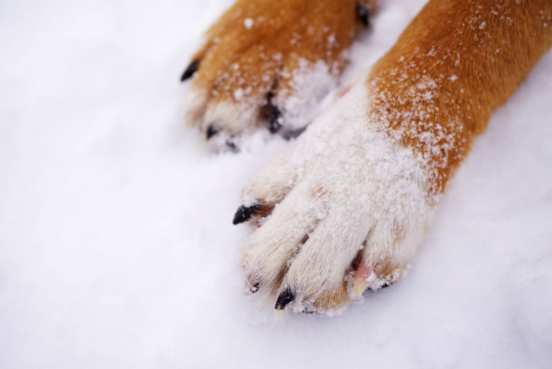 Winter-Proofing Your Pets